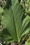 Rumex gmelinii. Пластинка прикорневого листа. Сахалинская обл., Охинский р-н, окр. г. Оха, залив Уркт, заболоченный приморский луг. 23.07.2017.