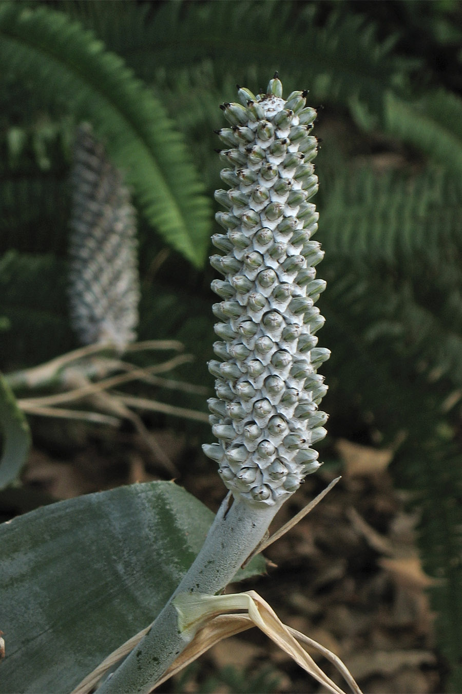 Image of Aechmea bromeliifolia var. albobracteata specimen.