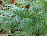 genus Aconitum. Средняя часть побега с развивающимся пазушным соцветием. Сахалинская обл., окр. Анивы, лесной массив около дороги к морю. 18.08.2019.