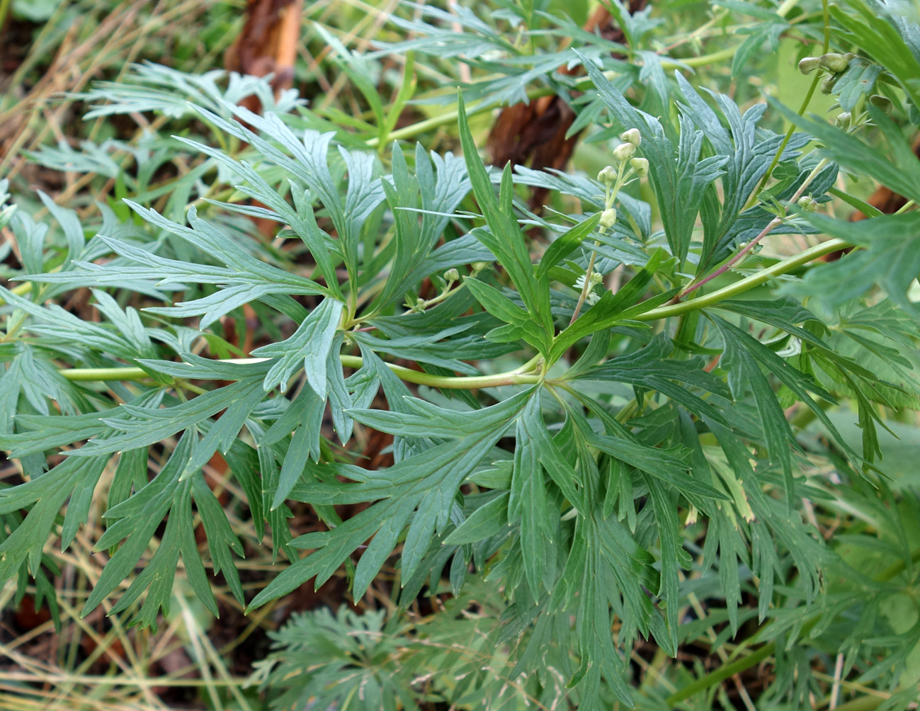 Изображение особи род Aconitum.