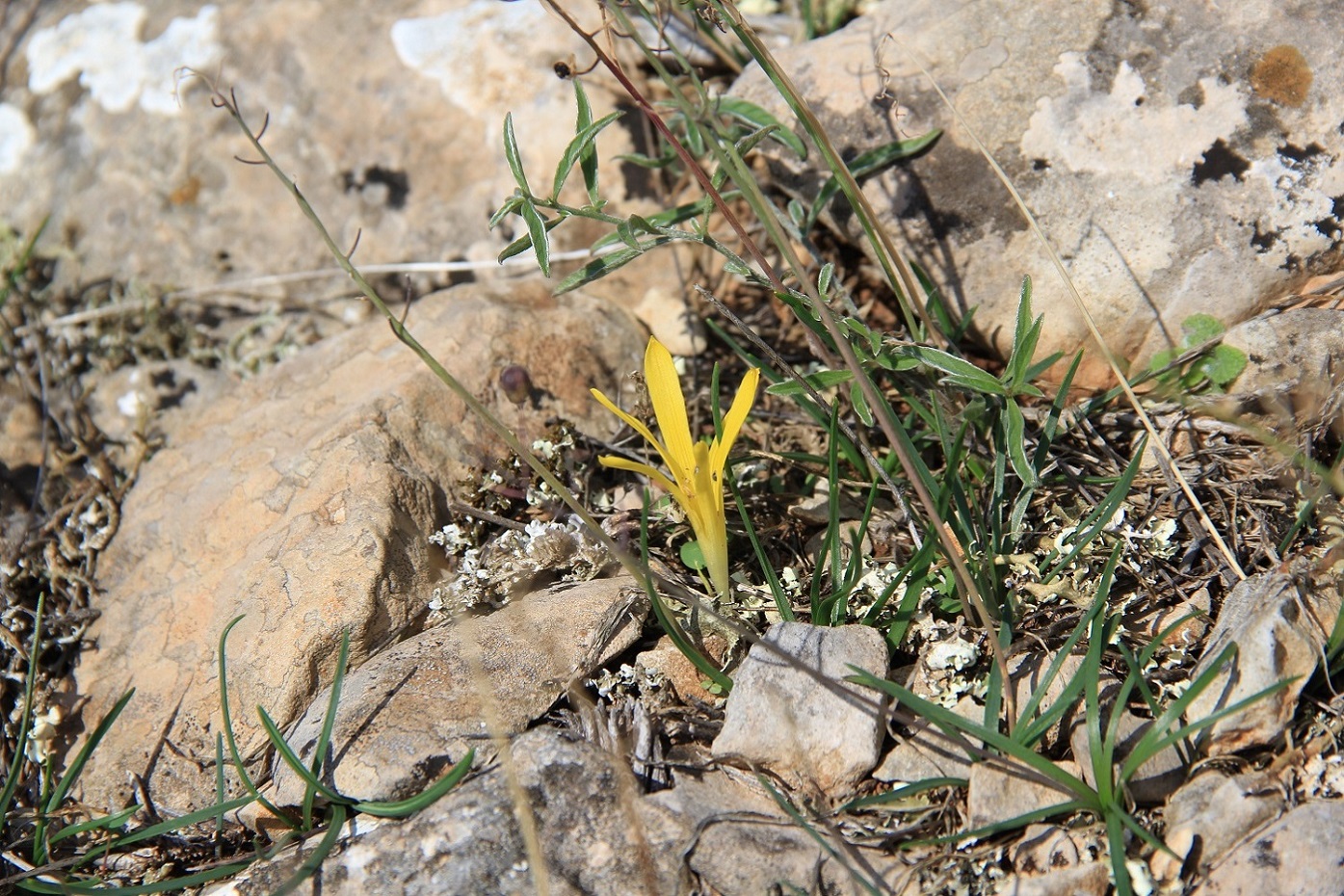 Image of Sternbergia colchiciflora specimen.