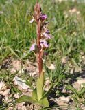 Anacamptis collina