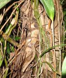 Syngonium podophyllum