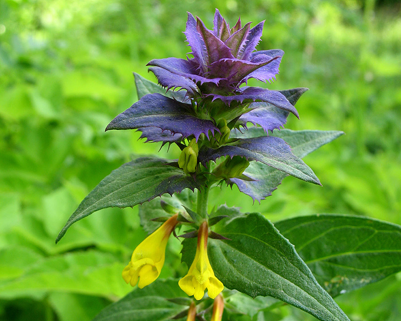 Image of Melampyrum nemorosum specimen.