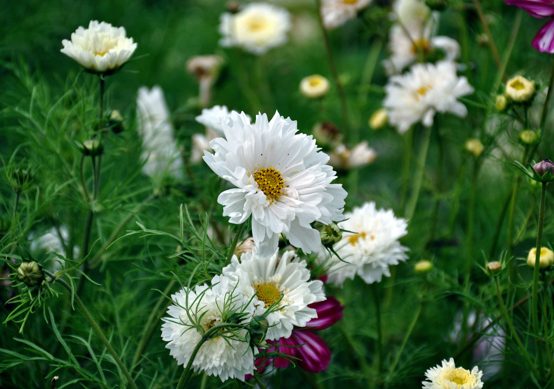 Изображение особи Cosmos bipinnatus.