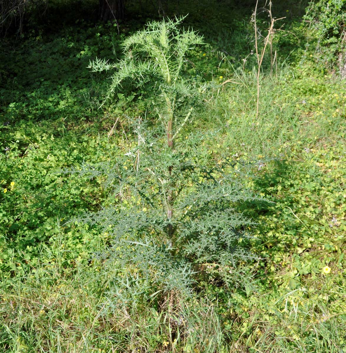 Изображение особи Echinops spinosissimus.