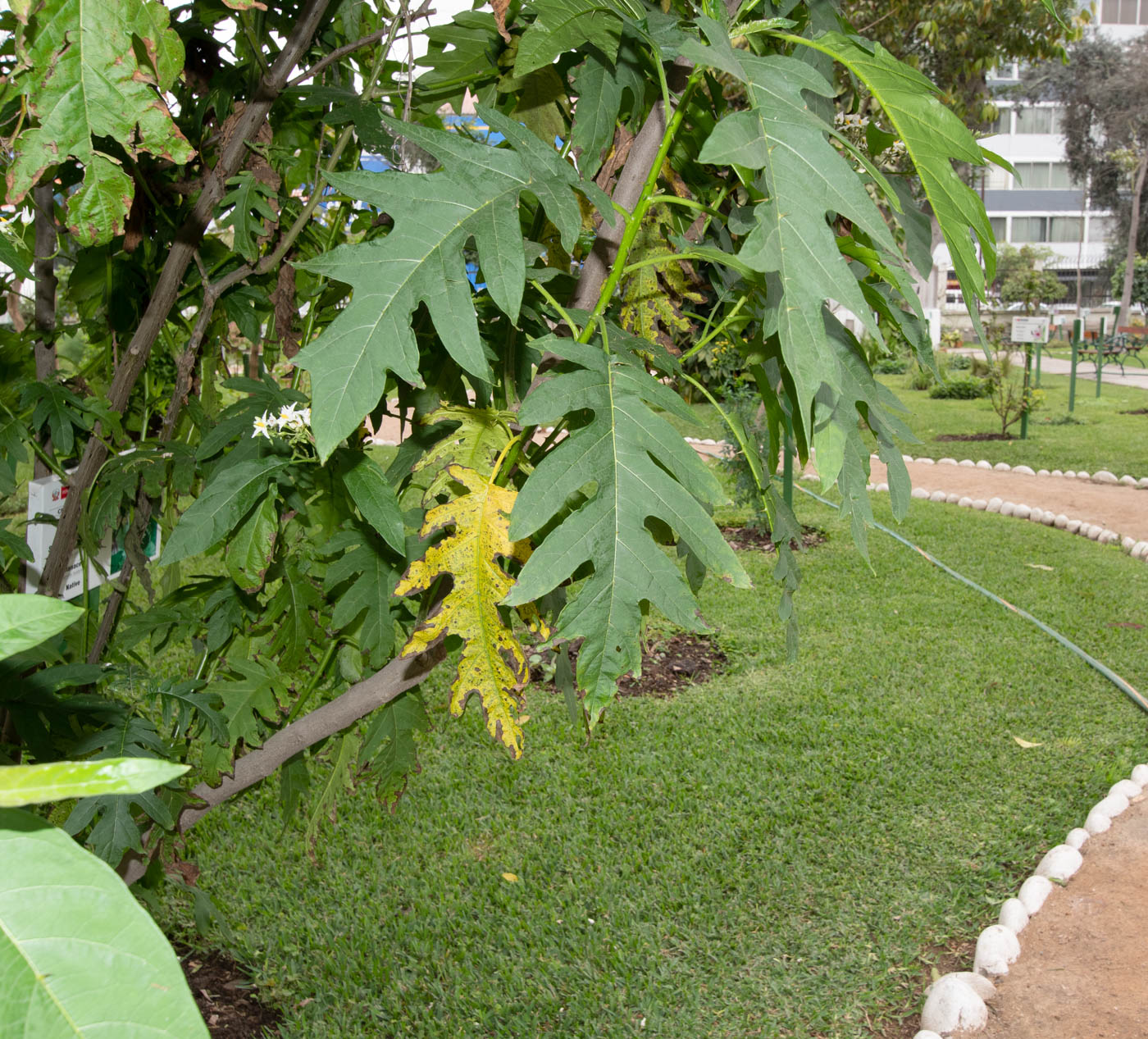 Изображение особи Solanum caricaefolium.