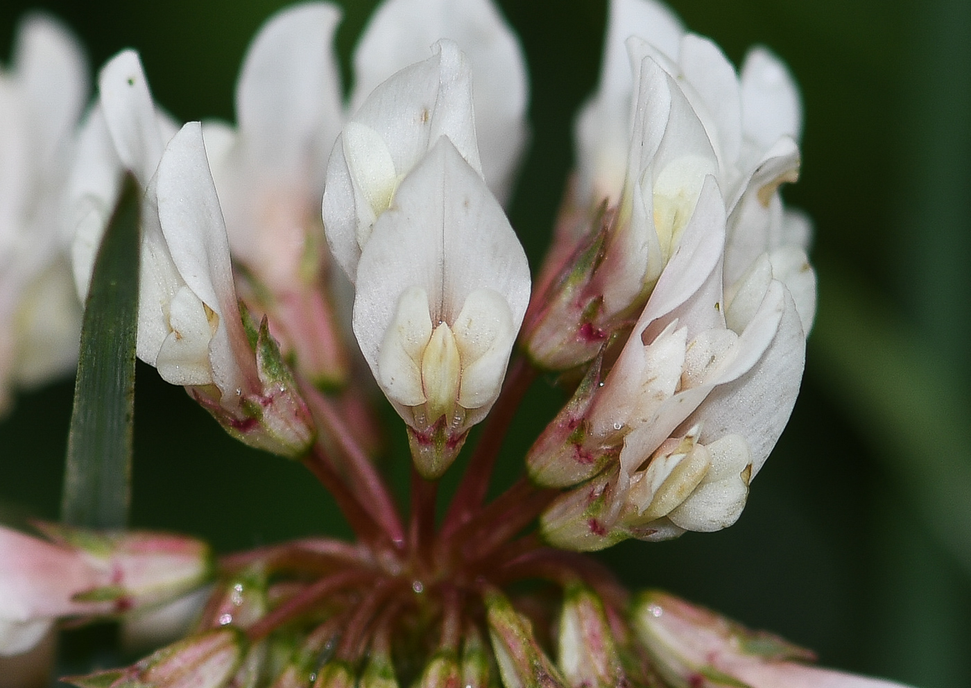 Image of Trifolium amabile specimen.