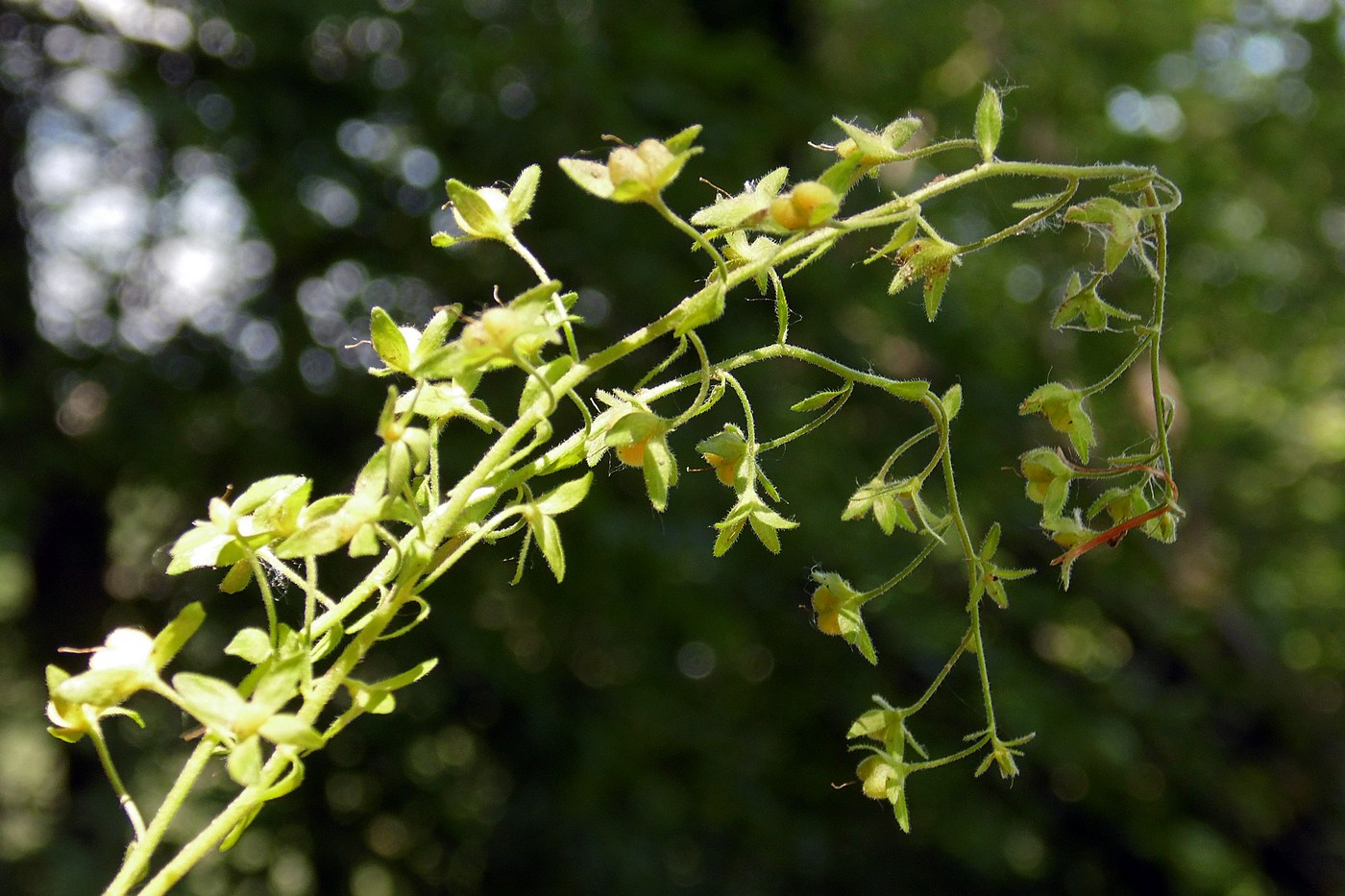 Image of Veronica umbrosa specimen.