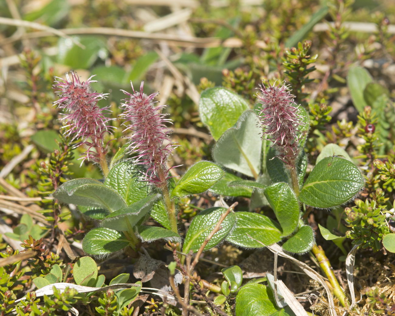 Image of Salix arctica specimen.