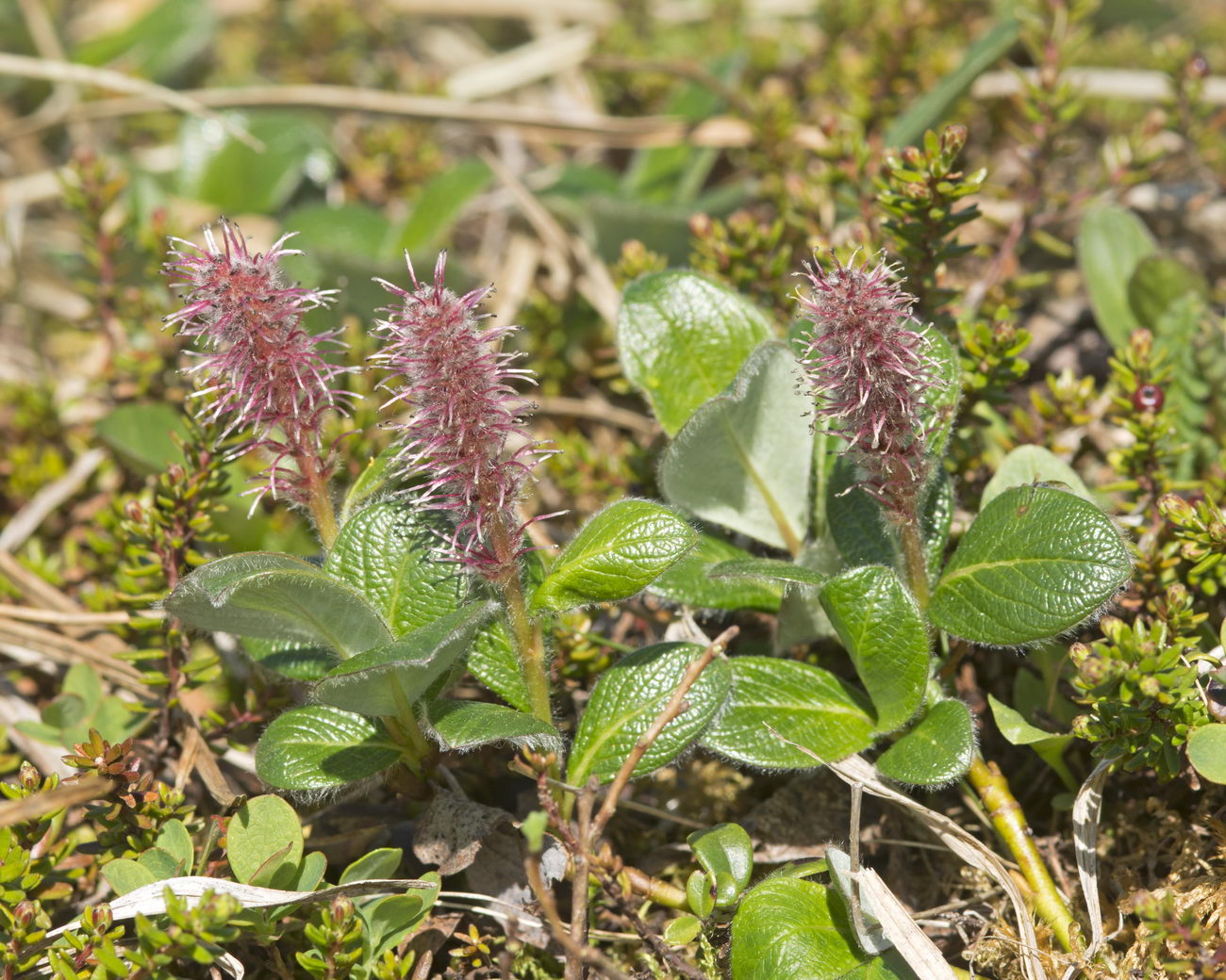 Изображение особи Salix arctica.