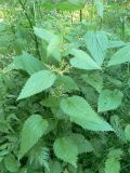 Urtica dioica