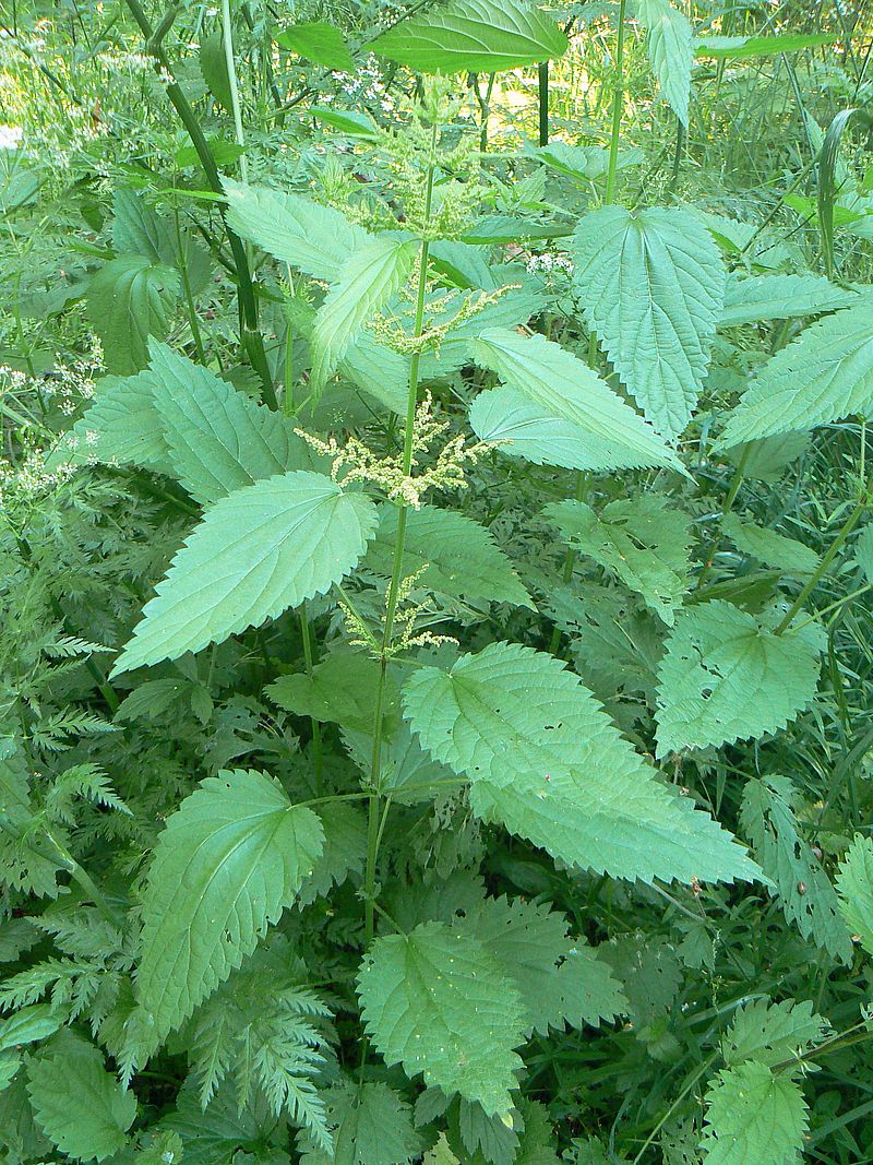 Изображение особи Urtica dioica.