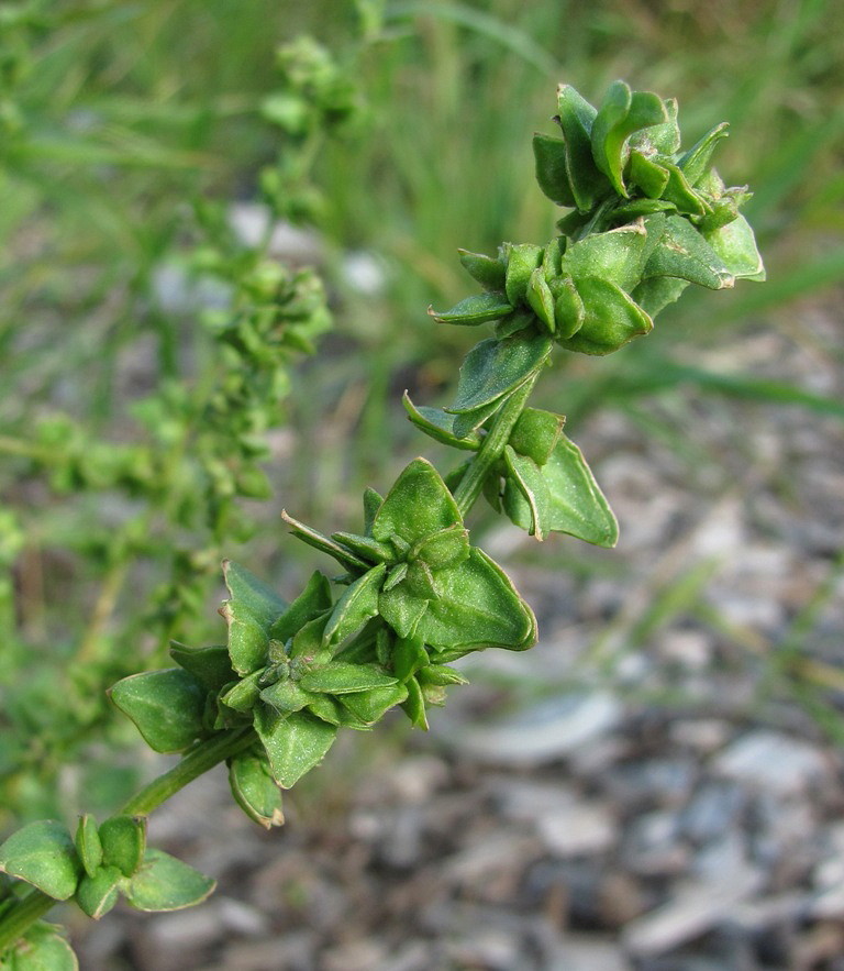 Image of genus Atriplex specimen.