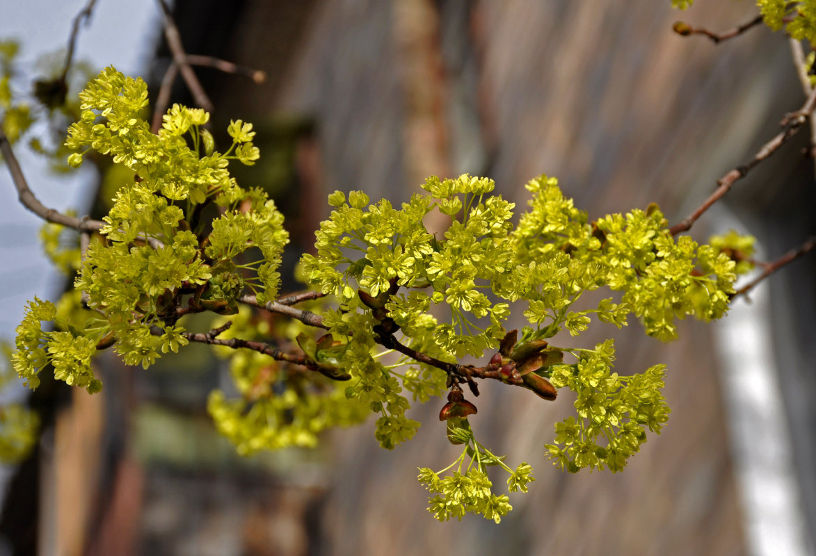 Изображение особи Acer platanoides.