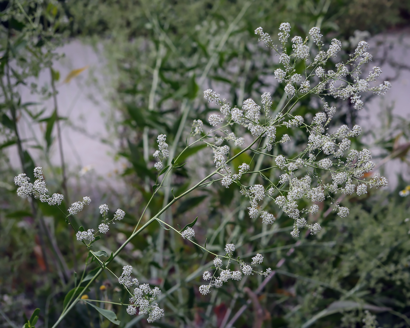 Изображение особи Lepidium latifolium.