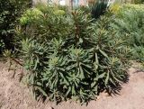 genus Euphorbia. Вегетирующее растение. Украина, г. Запорожье, озеленение двора многоэтажного дома. 03.08.2020.
