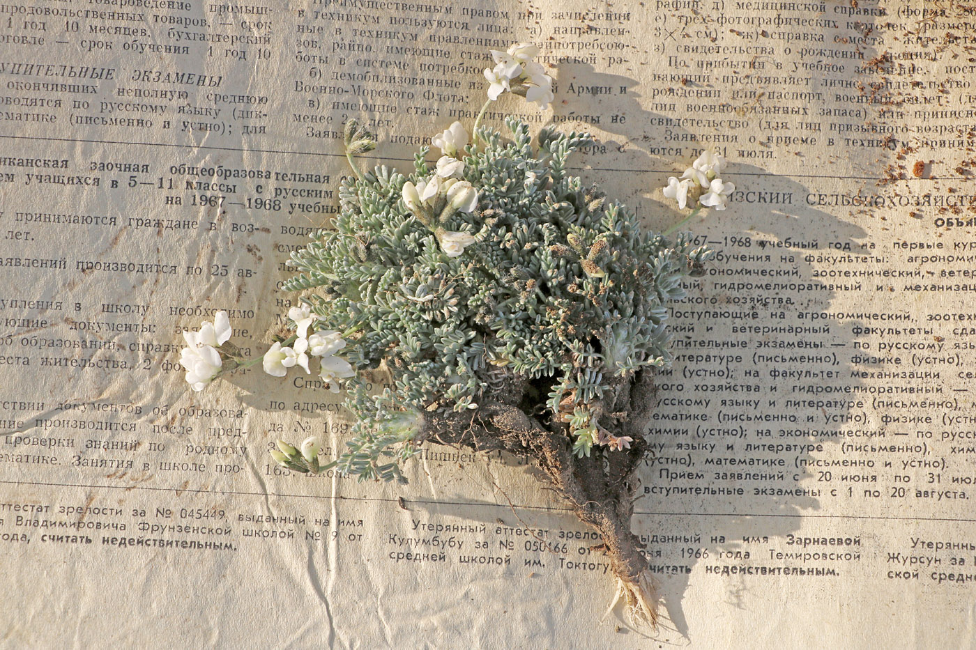 Image of Oxytropis leucocyanea specimen.