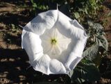 Datura innoxia