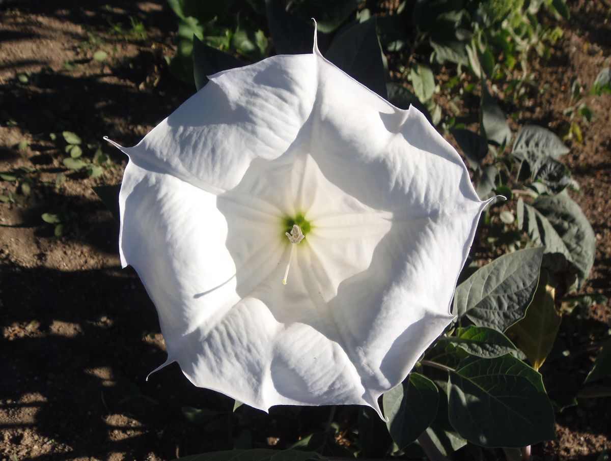 Изображение особи Datura innoxia.