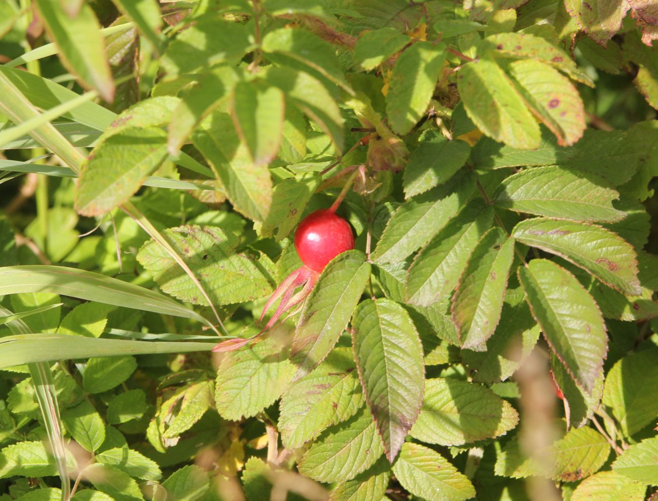 Image of genus Rosa specimen.
