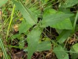 Veronica longifolia. Часть стебля, листья. Тверская обл., Кимрский р-н, окр. дер. Воронцово, светлый берёзово-еловый лес. 25.07.2020.