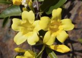 Gelsemium sempervirens