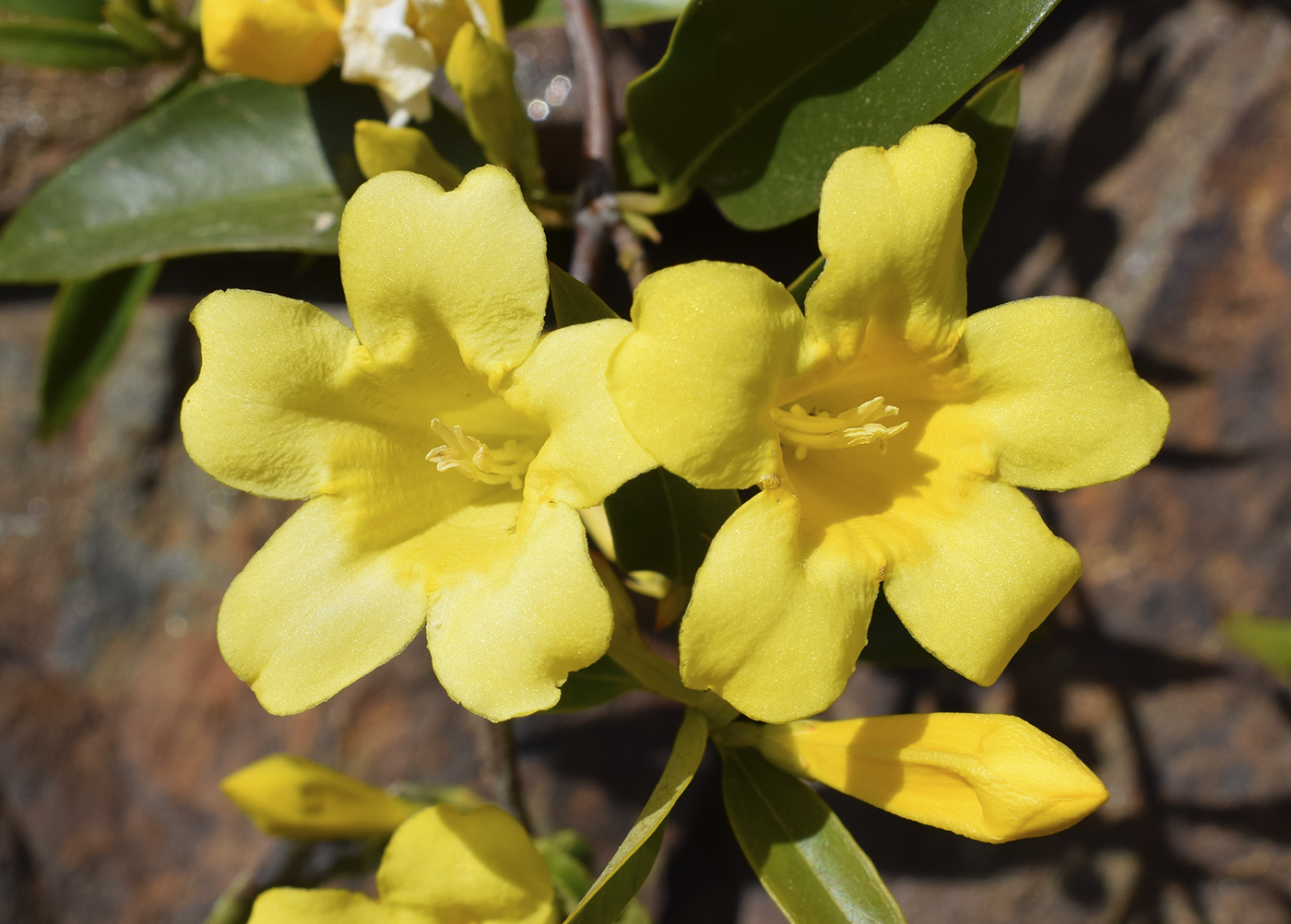 Изображение особи Gelsemium sempervirens.