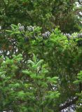 Abies balsamea