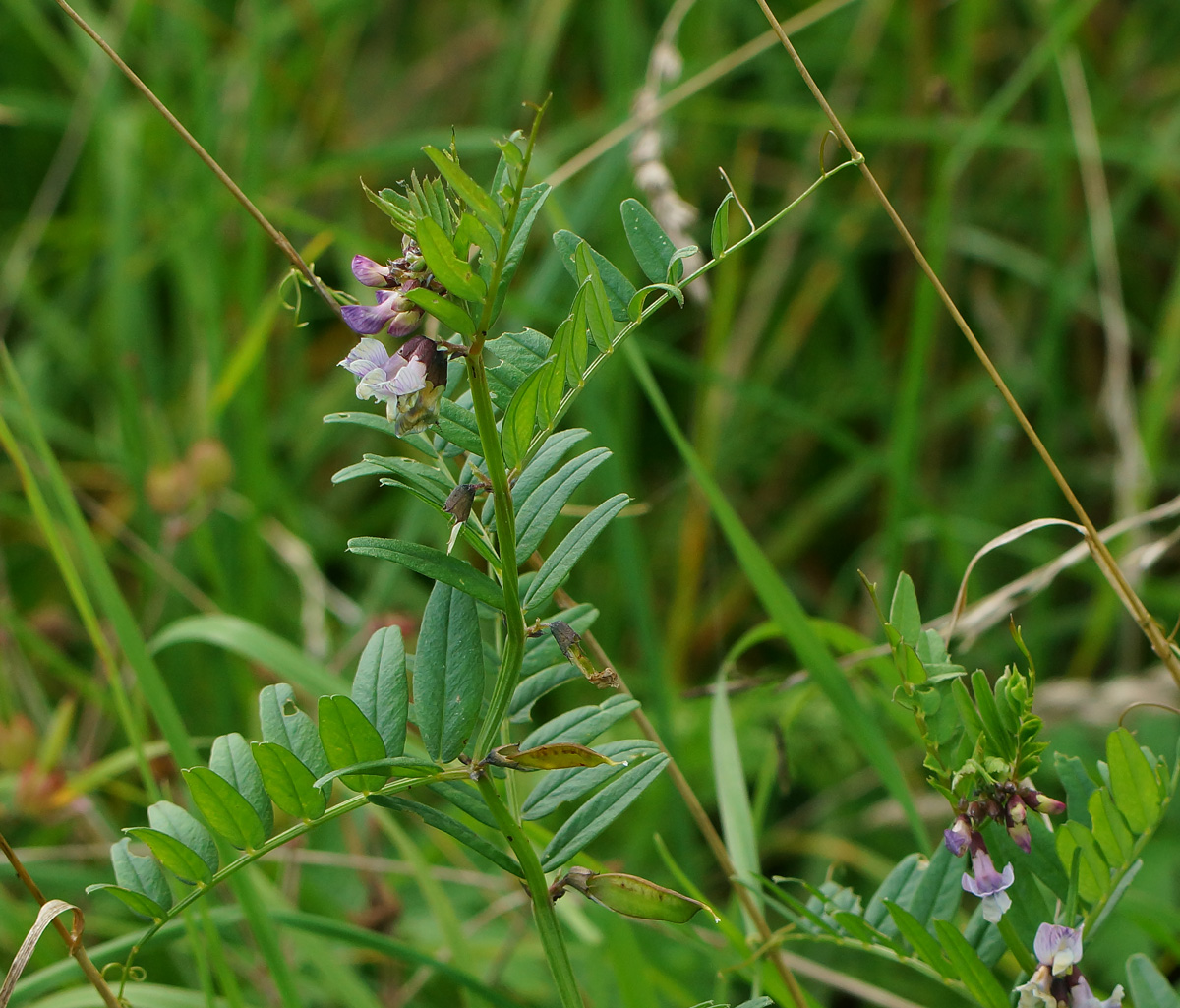 Image of Vicia sepium specimen.