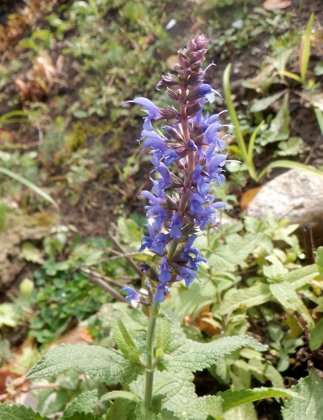 Изображение особи Salvia tesquicola.