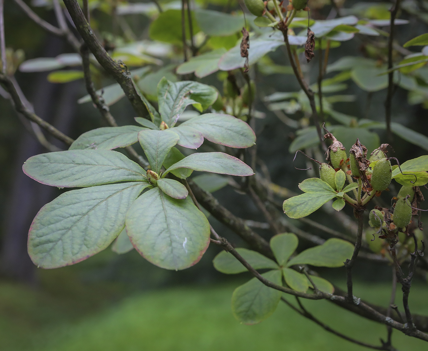 Изображение особи Rhododendron schlippenbachii.