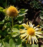 Doronicum carpaticum. Зреющее соплодие и соцветие. Тверская обл., Весьегонск, в культуре. 10 июня 2020 г.