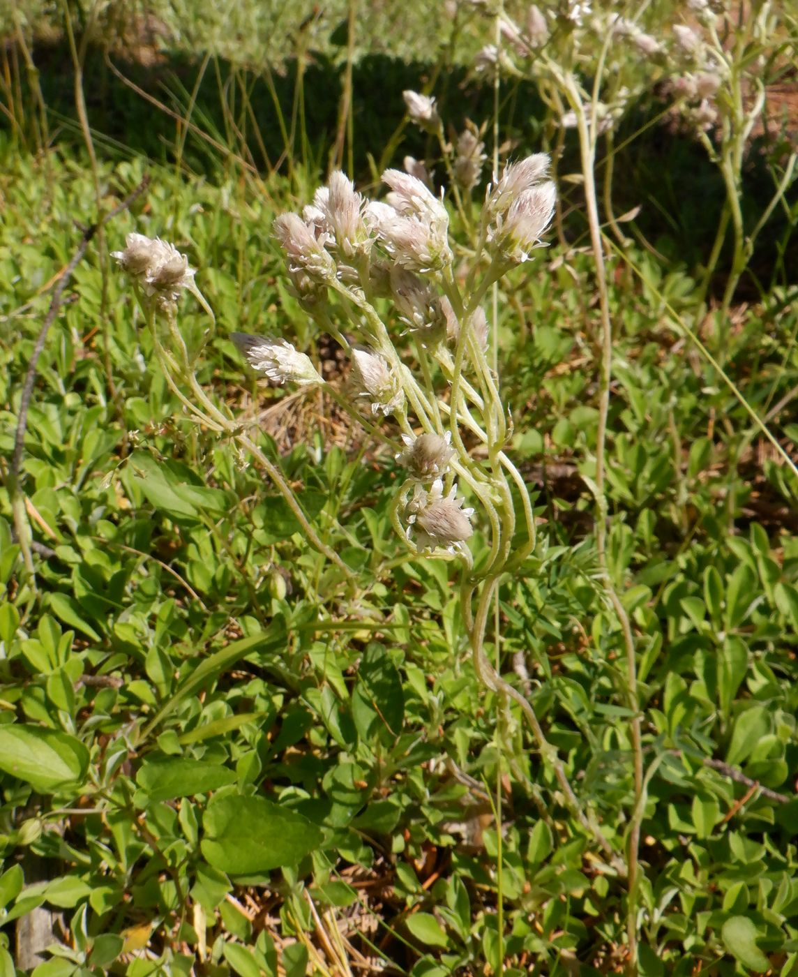 Изображение особи Antennaria dioica.