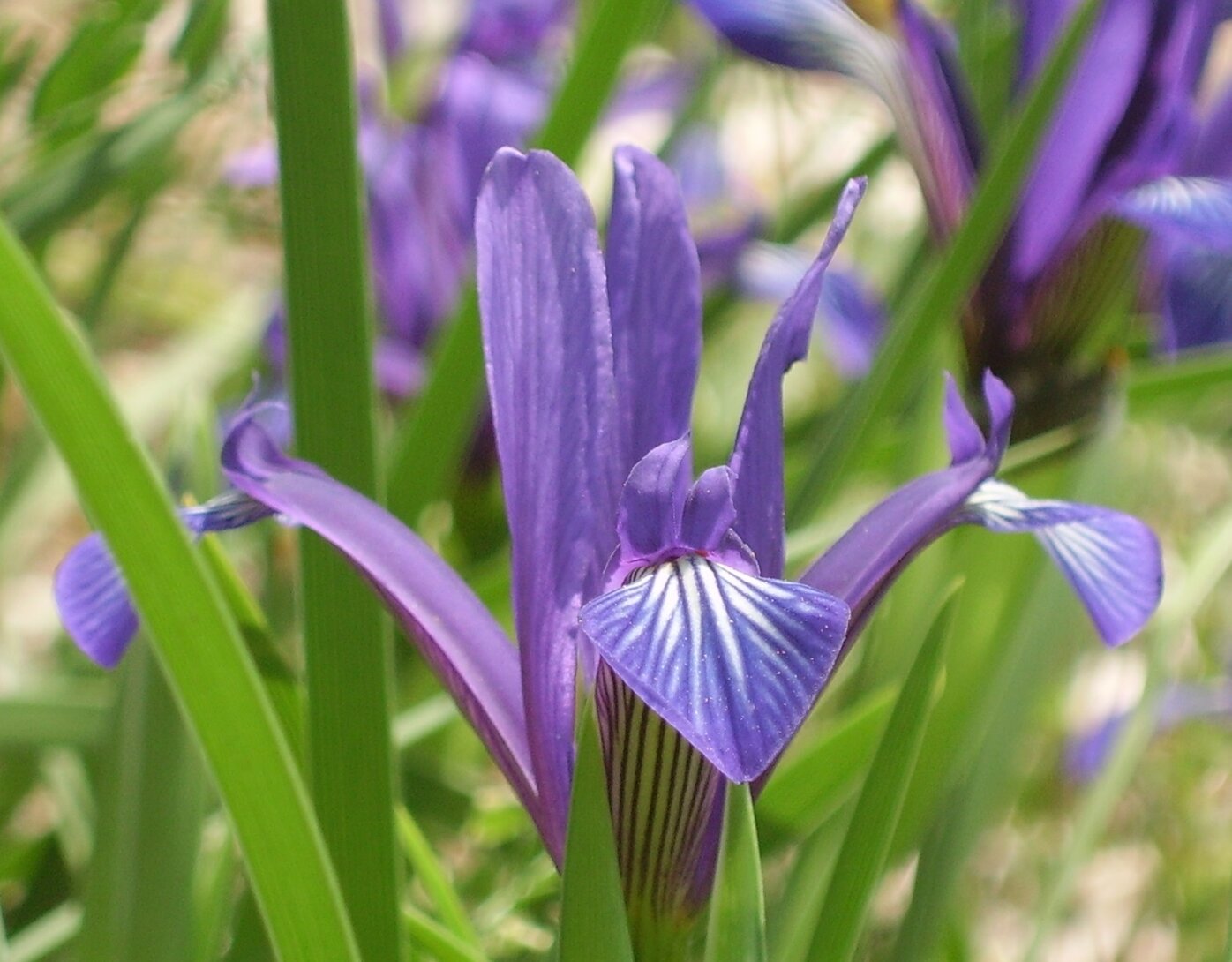 Изображение особи Iris sintenisii.