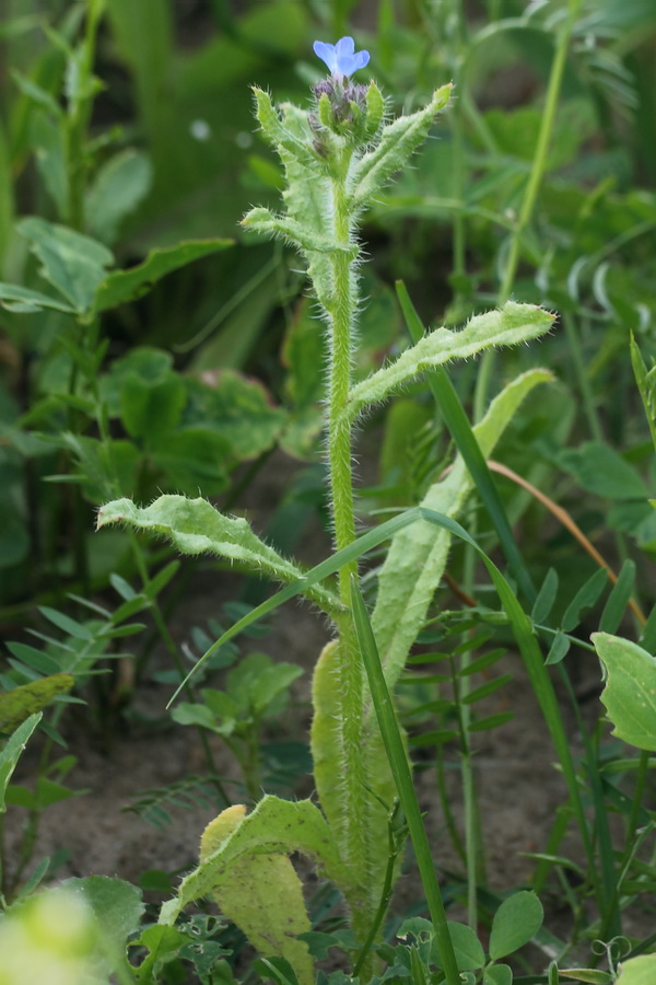 Изображение особи Lycopsis arvensis.