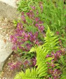 Astragalus monspessulanus. Цветущее растение (на переднем плане - вайи папоротника). Австрия, г. Вена, альпинарий при Бельведере. 28.04.2008.