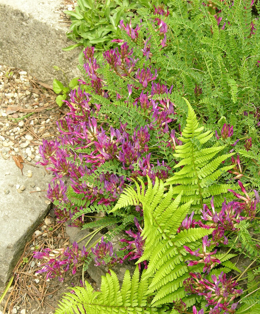 Изображение особи Astragalus monspessulanus.