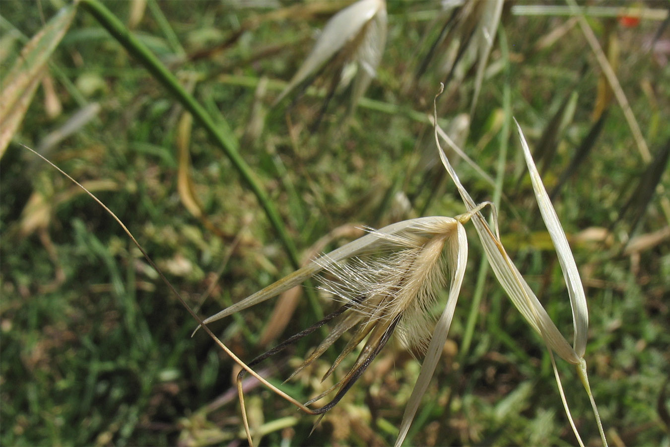 Изображение особи Avena trichophylla.