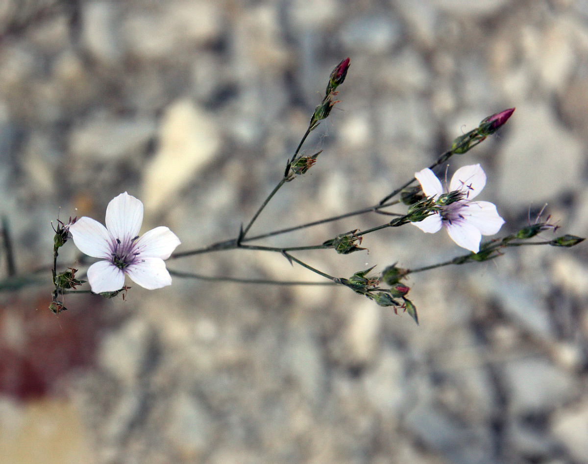 Image of Linum tenuifolium specimen.