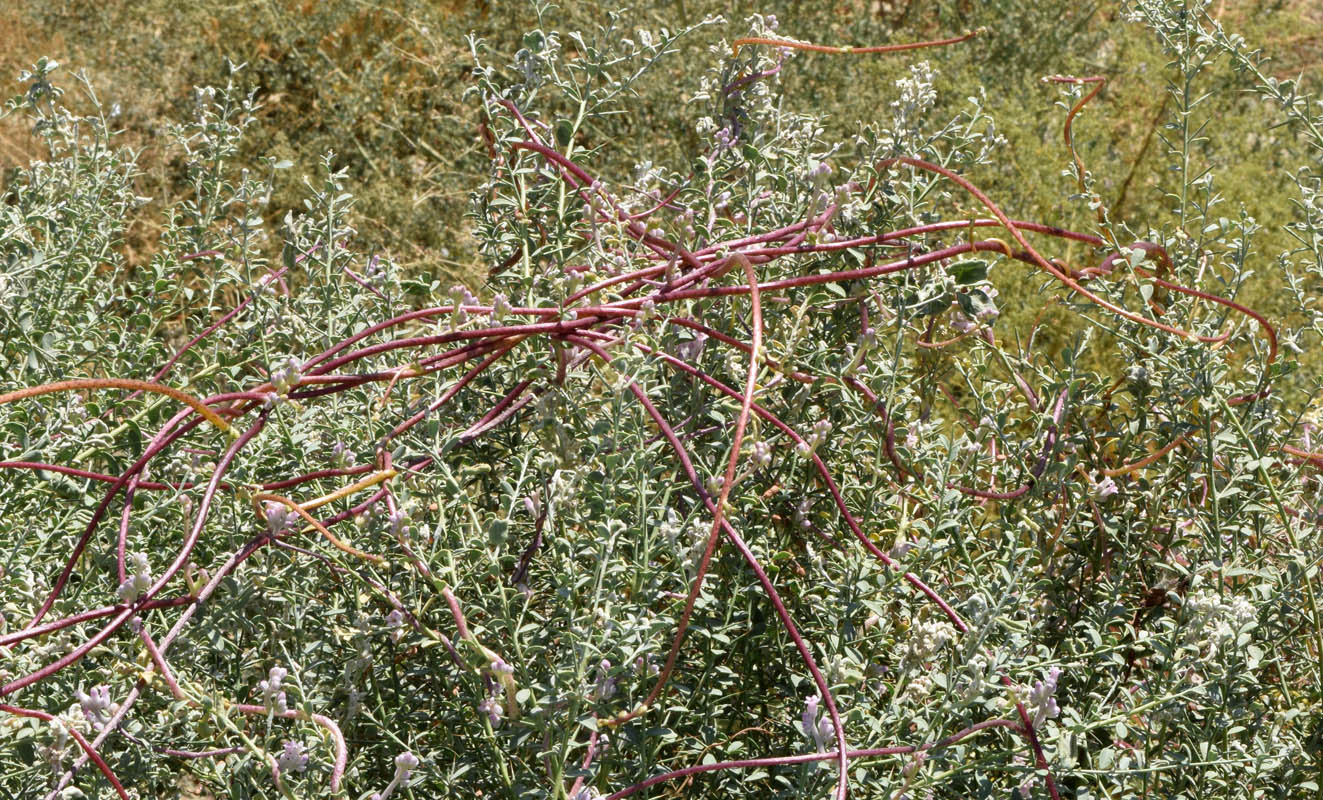 Изображение особи Cuscuta lehmanniana.
