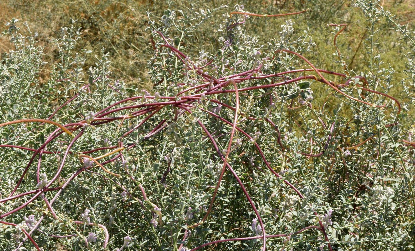 Image of Cuscuta lehmanniana specimen.