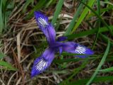 Iris ruthenica