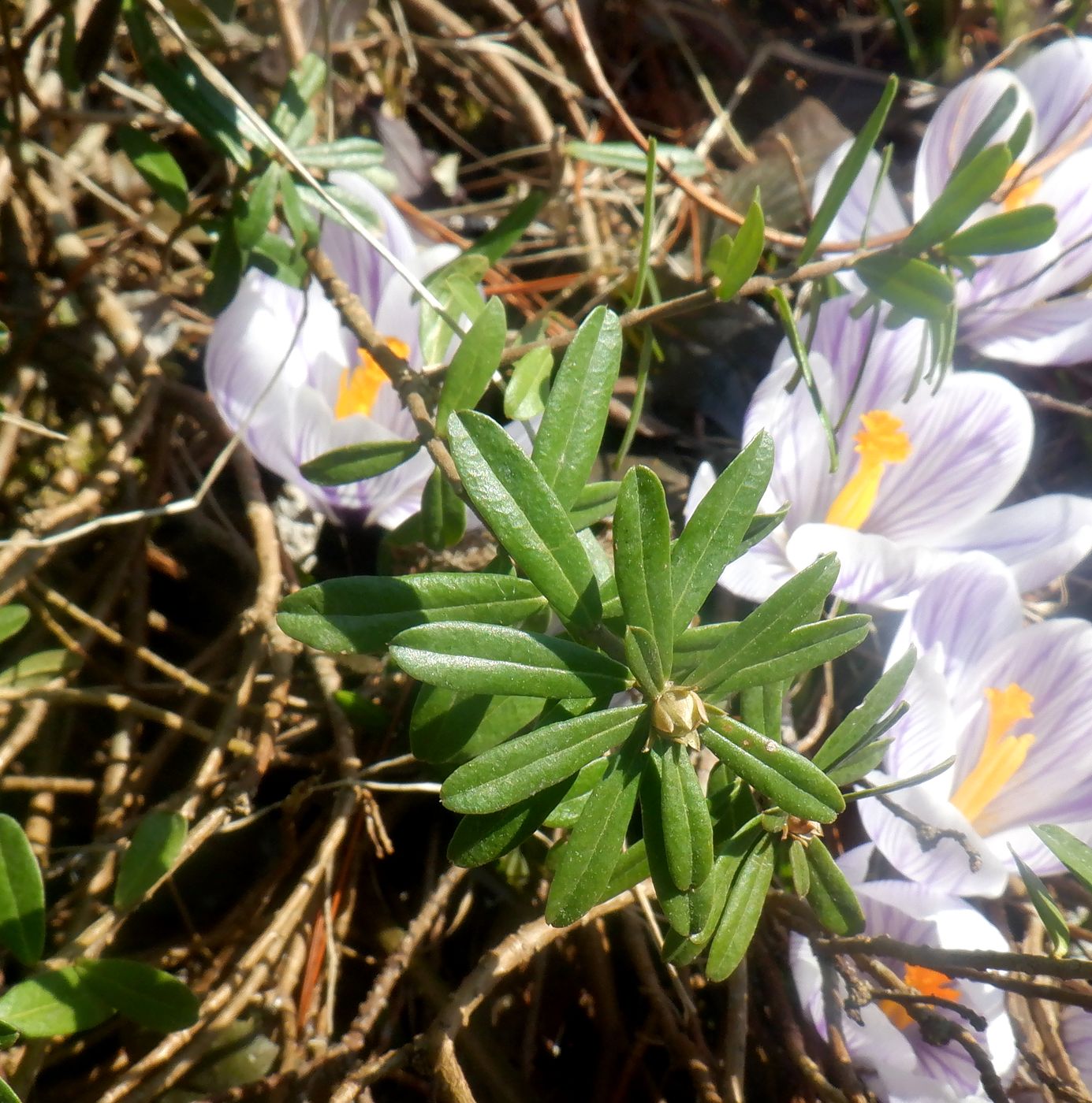 Image of Daphne cneorum specimen.