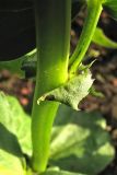 Vicia faba. Основание листа с прилистниками. Нидерланды, провинция Гронинген, Гронинген, в культуре на придомовой территории. 19 мая 2011 г.