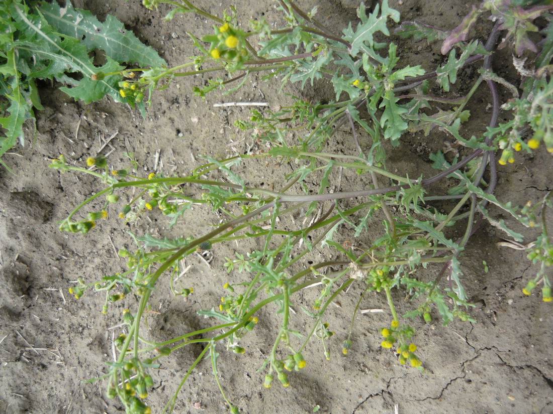 Изображение особи Senecio vulgaris.