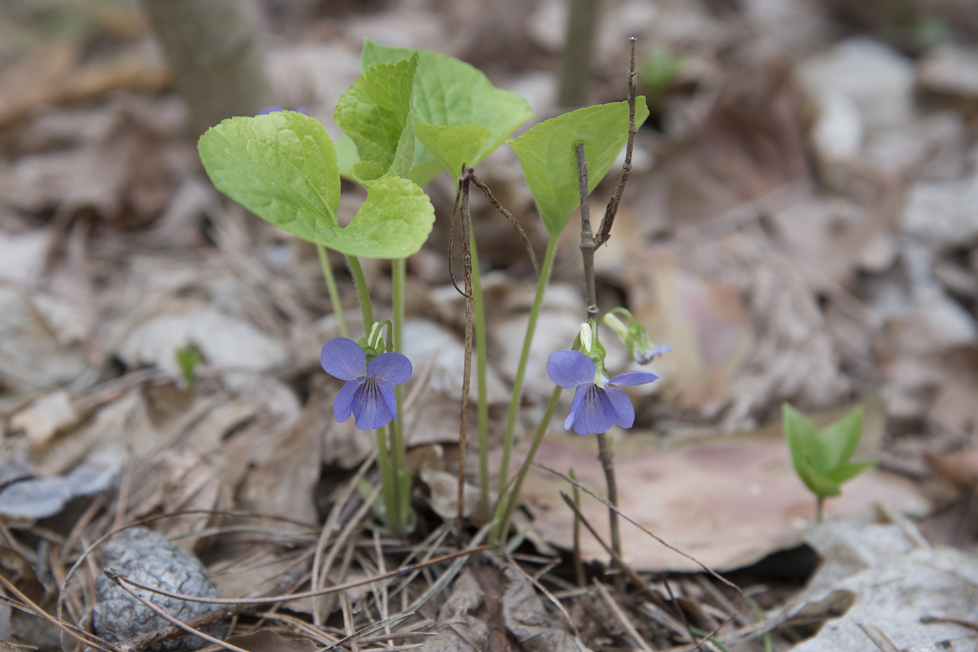 Изображение особи Viola mirabilis.