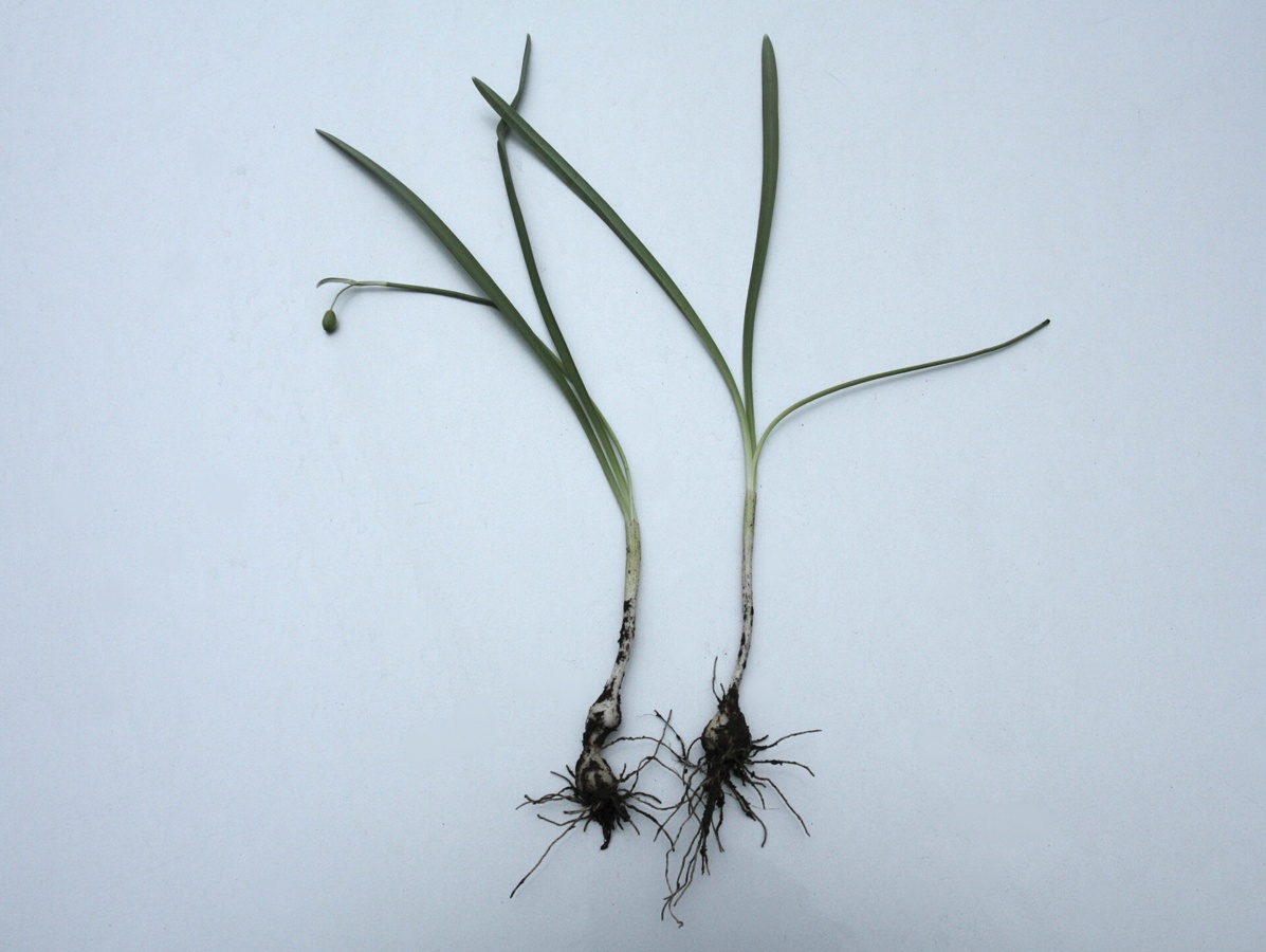Image of Galanthus nivalis specimen.
