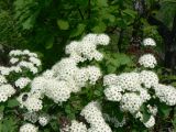 Spiraea ussuriensis. Соцветия. Хабаровский край, Хабаровский р-н, окр. ст. Хехцир, скала в центре сопки за станцией. 22.05.2016.