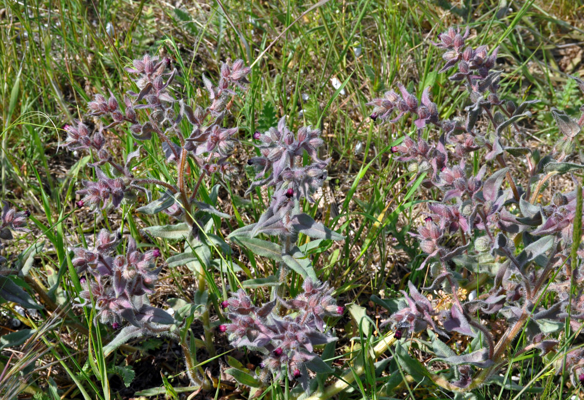 Image of Nonea rossica specimen.